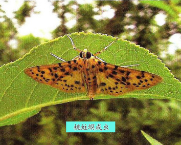 桃蛀螟成虫