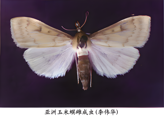 亚洲玉米螟成虫图