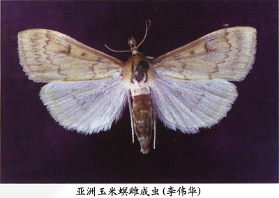 亚洲玉米螟成虫
