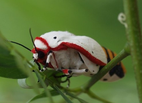 红缘灯蛾成虫
