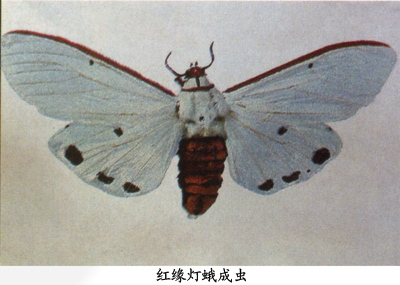红缘灯蛾成虫展开图