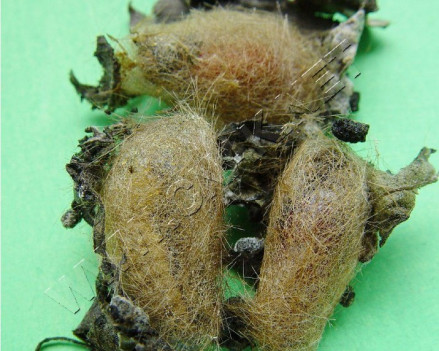 红缘灯蛾茧