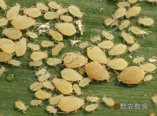 高粱蚜相关图