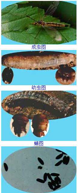 谷类大蚊相关图