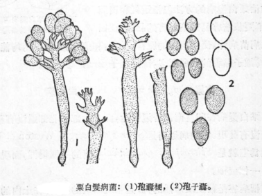 粟白发病-病原