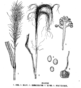 粟白发病