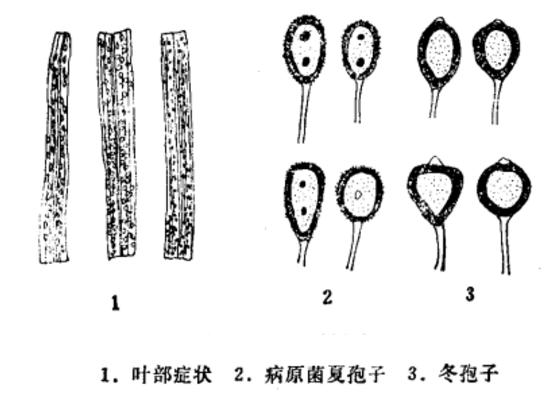 粟锈病