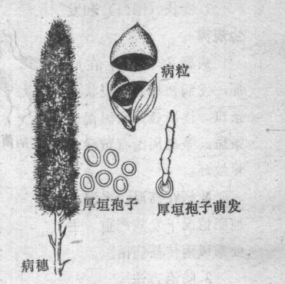 粟粒黑穗病
