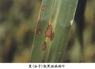 粟假黑斑病相关图