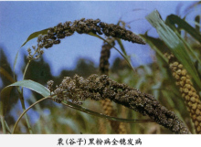 粟黑粉病相关图