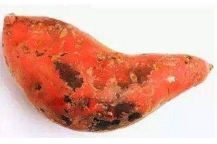 甘薯黑斑病