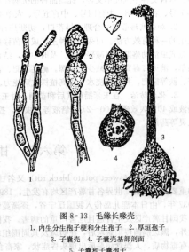 甘薯长喙壳菌