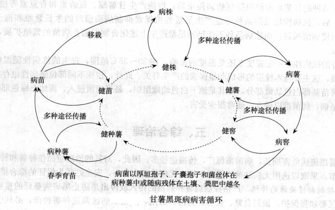 甘薯黑斑病侵染循环