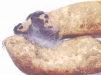 甘薯软腐病