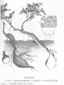 甘薯蔓割病