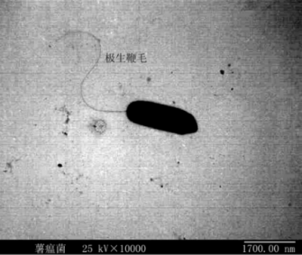 青枯假单胞杆菌小种1