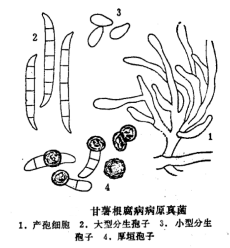 甘薯根腐病