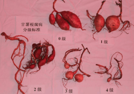 分级标准