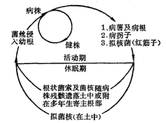 侵染循环