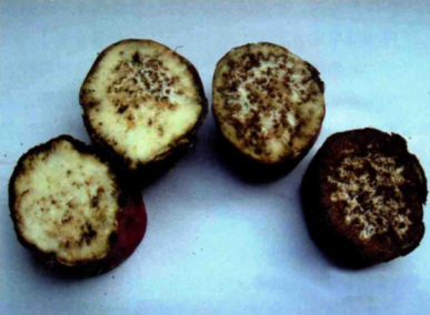 甘薯茎线虫病