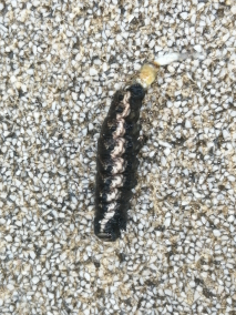 甘薯天蛾