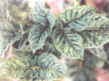 马铃薯重花叶病