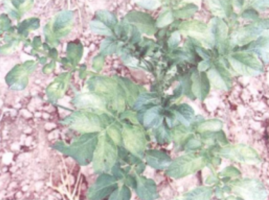 马铃薯普通花叶病
