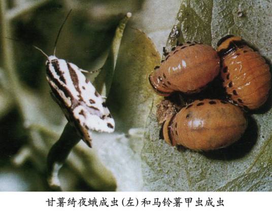 甘薯绮夜蛾相关图