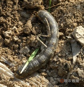小地老虎