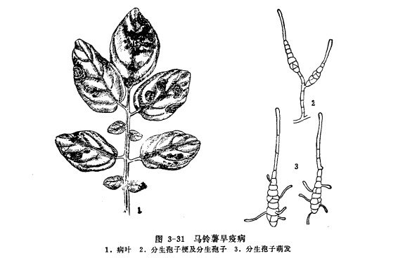 马铃薯早疫病为害特点和病原体