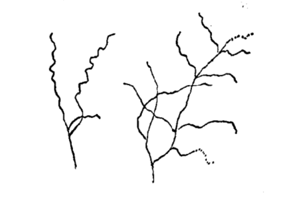 病原菌