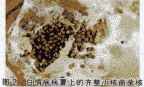 马铃薯白绢病