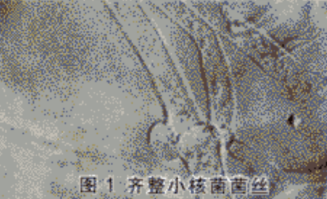 马铃薯白绢病