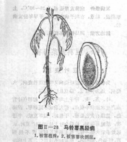 马铃薯黑胫病