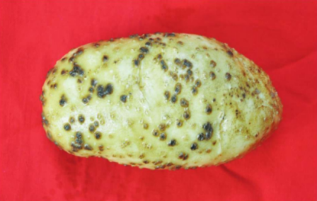 马铃薯粉痂病