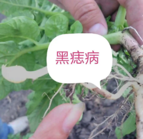 马铃薯黑痣病