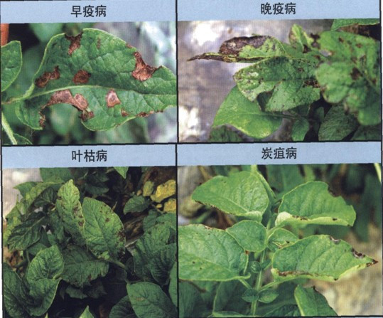 马铃薯早死病