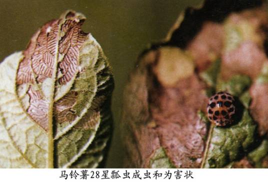 马铃薯二十八星瓢虫相关图