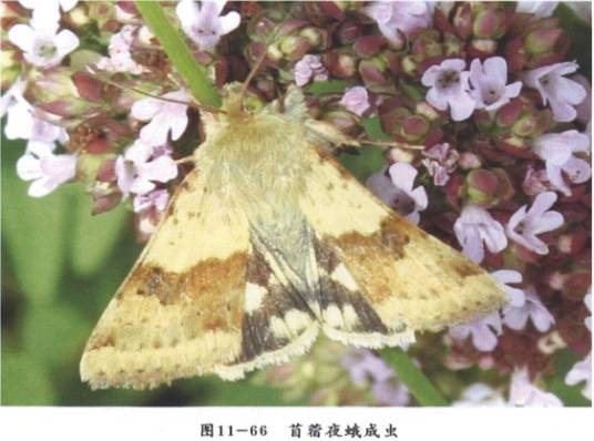 苜蓿夜蛾相关图