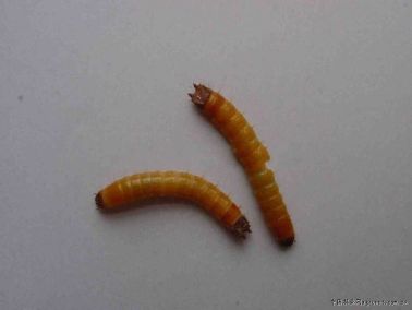 沟金针虫幼虫
