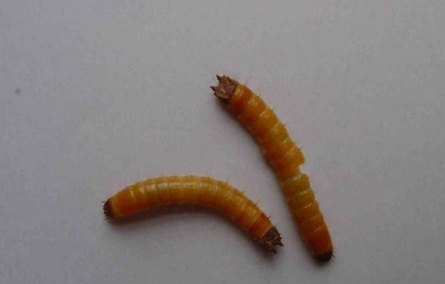 沟金针虫