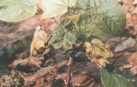 棉花枯萎病