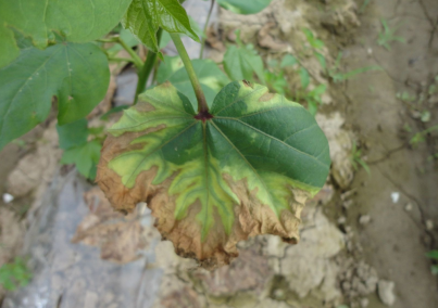 棉花黄萎病