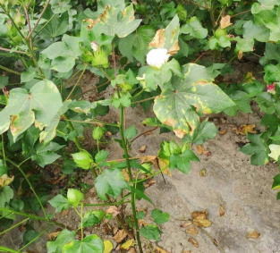 棉花黄萎病