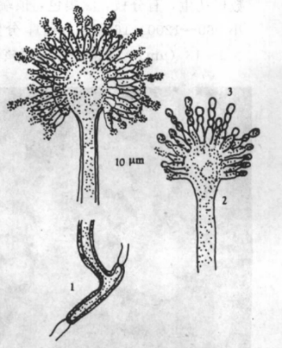 1.足细胞2.分生孢子梗3.分生孢子