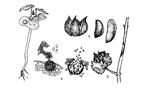 棉花茎枯病：1.病苗2.果枝、铃及苞叶受害3.病铃及僵瓣4.分生孢子器及分生孢子