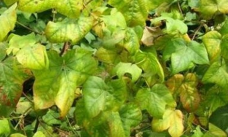 棉花茎枯病
