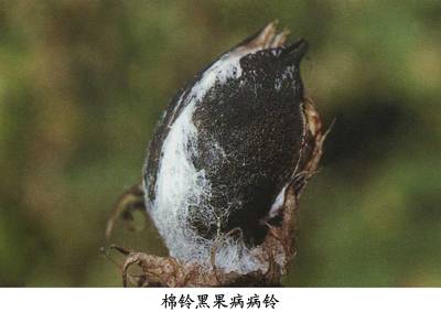 棉铃黑果病相关图