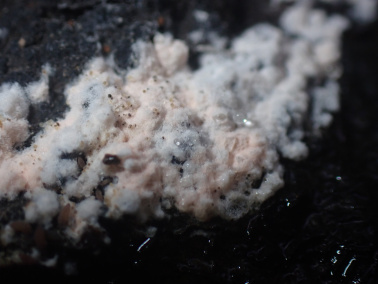 棉花红粉病