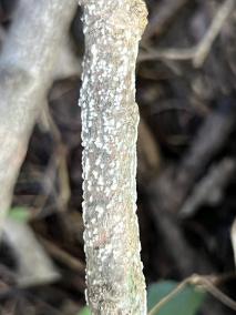棉花红粉病